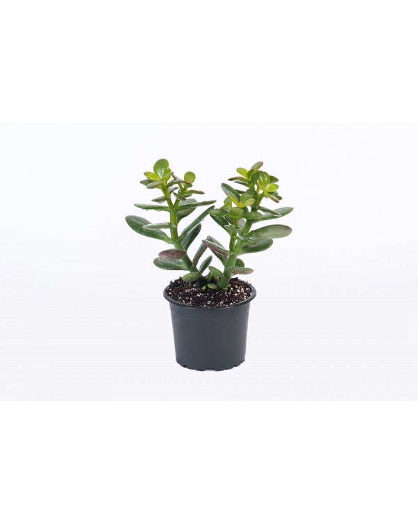 Красула Ф9
