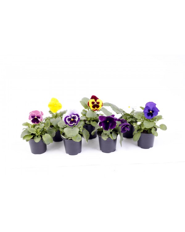 Viola pot.9